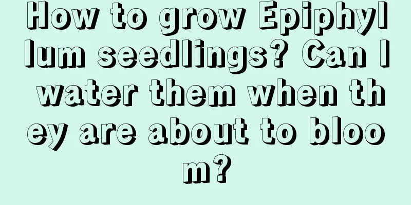 How to grow Epiphyllum seedlings? Can I water them when they are about to bloom?