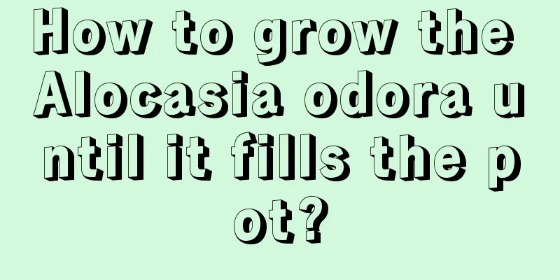 How to grow the Alocasia odora until it fills the pot?