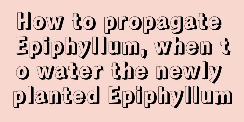 How to propagate Epiphyllum, when to water the newly planted Epiphyllum