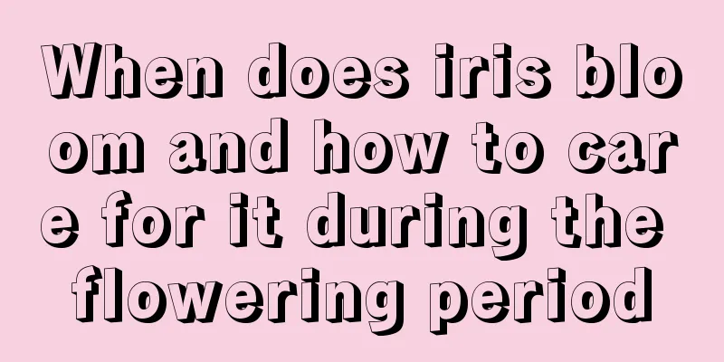 When does iris bloom and how to care for it during the flowering period