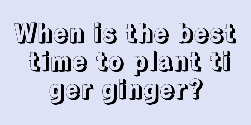 When is the best time to plant tiger ginger?