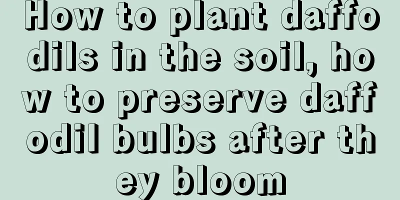 How to plant daffodils in the soil, how to preserve daffodil bulbs after they bloom