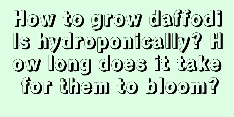 How to grow daffodils hydroponically? How long does it take for them to bloom?