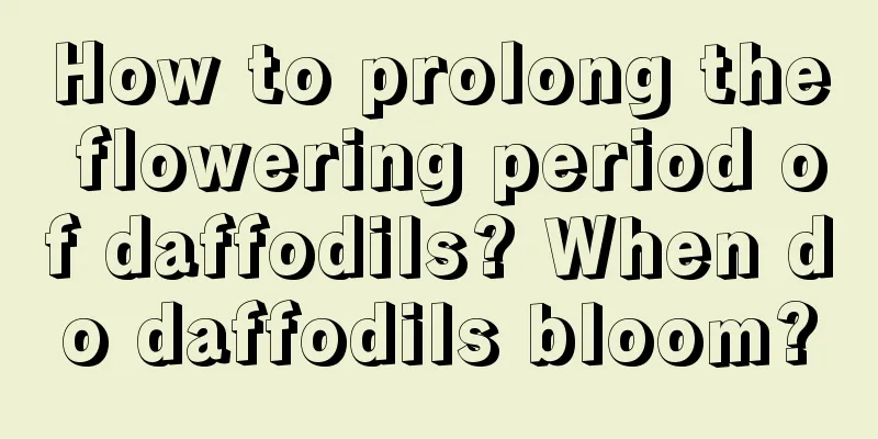 How to prolong the flowering period of daffodils? When do daffodils bloom?