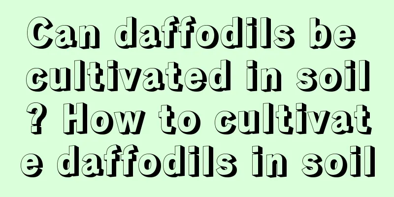 Can daffodils be cultivated in soil? How to cultivate daffodils in soil