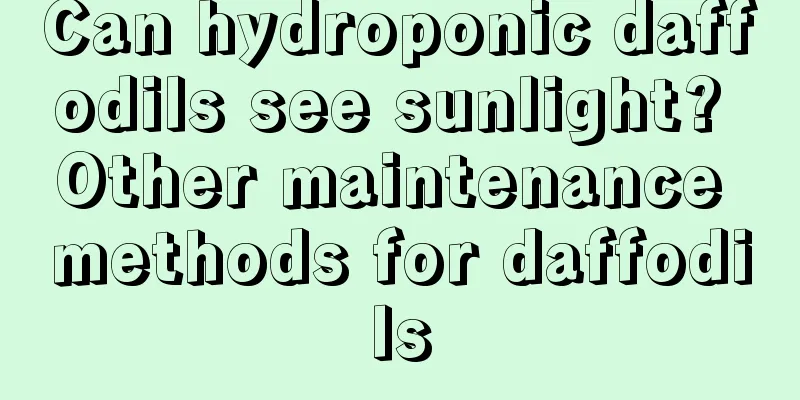 Can hydroponic daffodils see sunlight? Other maintenance methods for daffodils