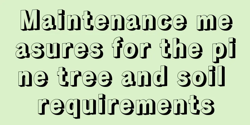 Maintenance measures for the pine tree and soil requirements