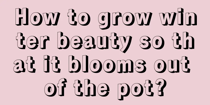 How to grow winter beauty so that it blooms out of the pot?