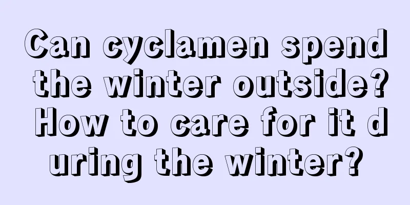 Can cyclamen spend the winter outside? How to care for it during the winter?