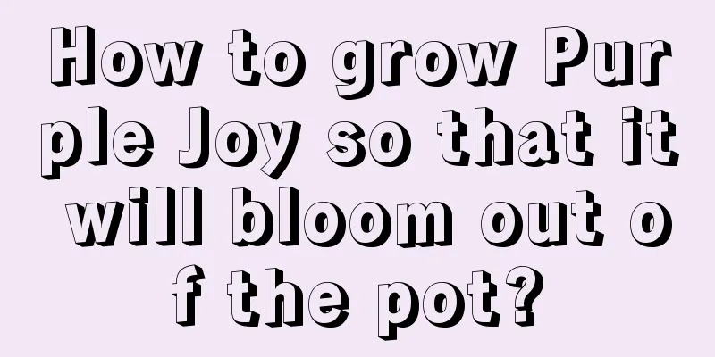 How to grow Purple Joy so that it will bloom out of the pot?