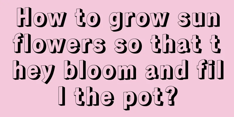 How to grow sunflowers so that they bloom and fill the pot?