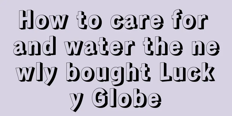 How to care for and water the newly bought Lucky Globe