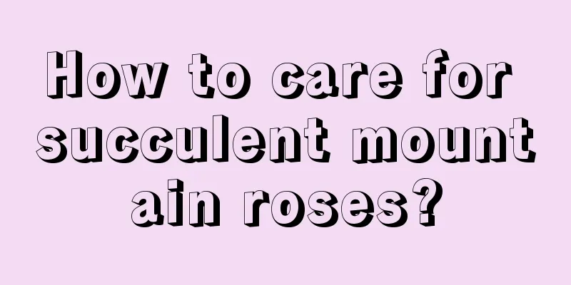 How to care for succulent mountain roses?