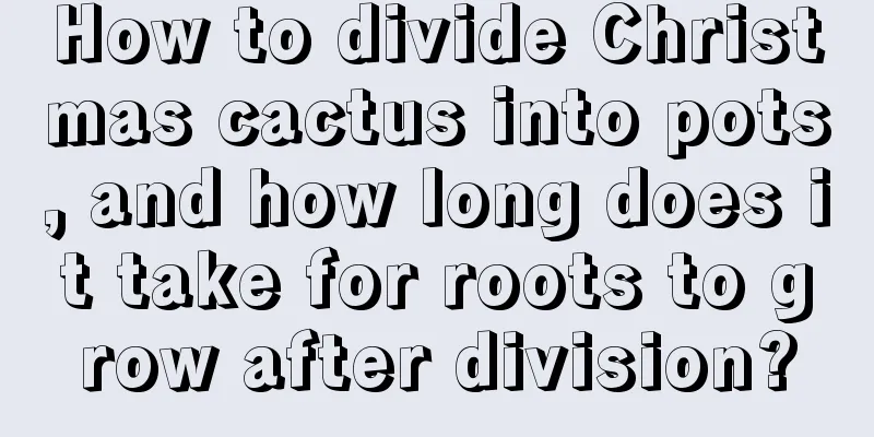 How to divide Christmas cactus into pots, and how long does it take for roots to grow after division?