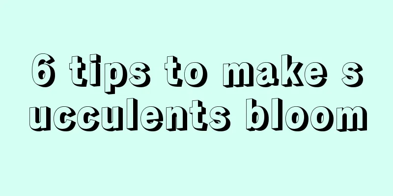 6 tips to make succulents bloom