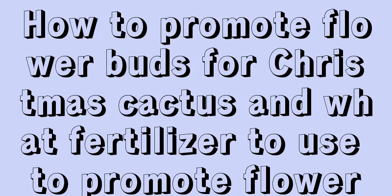 How to promote flower buds for Christmas cactus and what fertilizer to use to promote flower