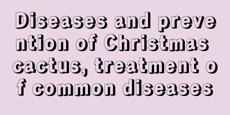 Diseases and prevention of Christmas cactus, treatment of common diseases