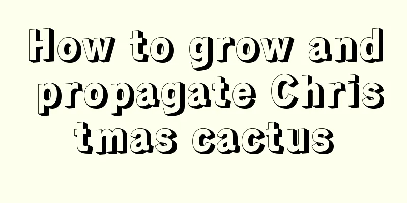 How to grow and propagate Christmas cactus