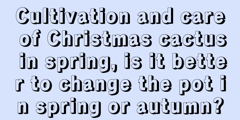 Cultivation and care of Christmas cactus in spring, is it better to change the pot in spring or autumn?