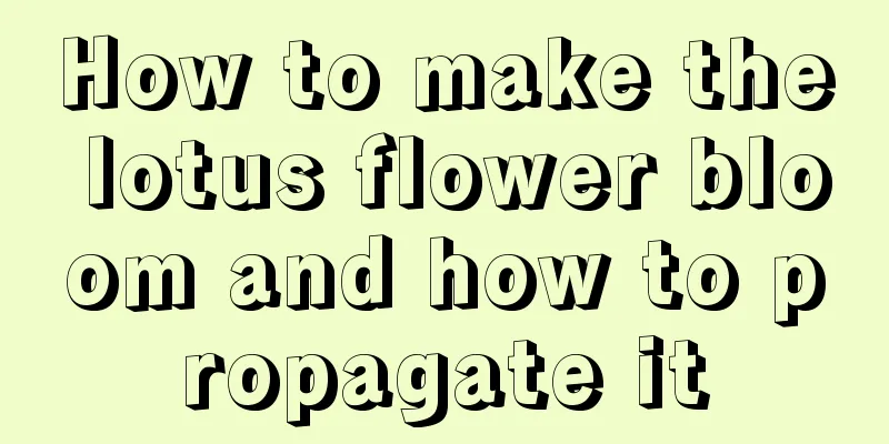 How to make the lotus flower bloom and how to propagate it