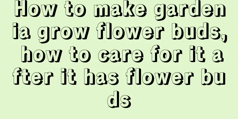 How to make gardenia grow flower buds, how to care for it after it has flower buds