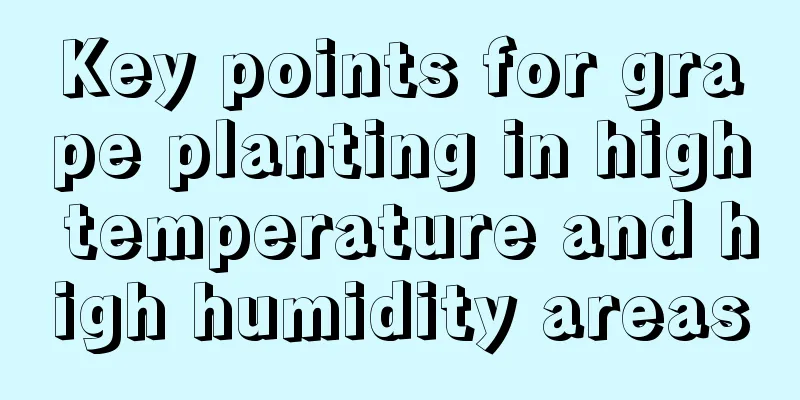 Key points for grape planting in high temperature and high humidity areas