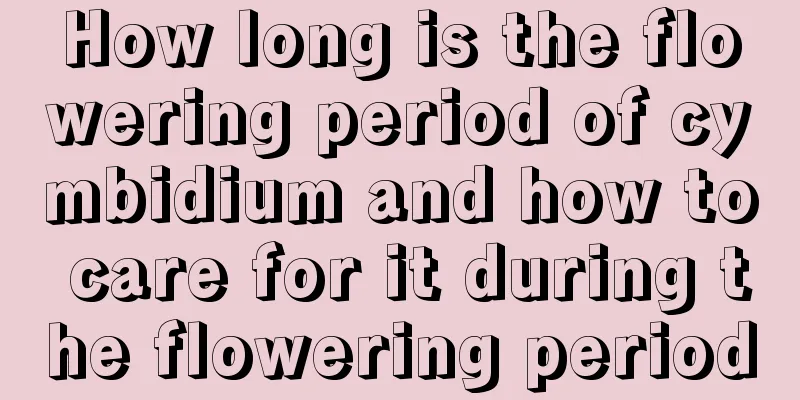 How long is the flowering period of cymbidium and how to care for it during the flowering period