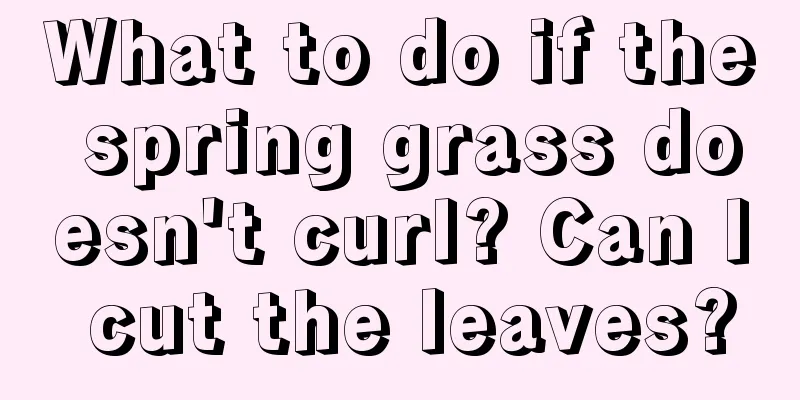 What to do if the spring grass doesn't curl? Can I cut the leaves?