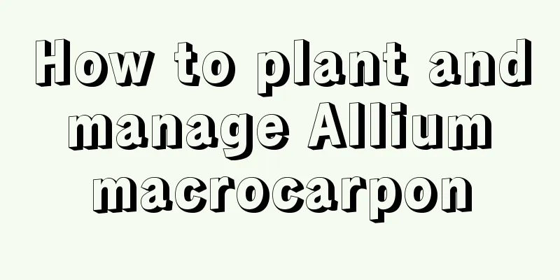 How to plant and manage Allium macrocarpon