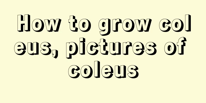 How to grow coleus, pictures of coleus