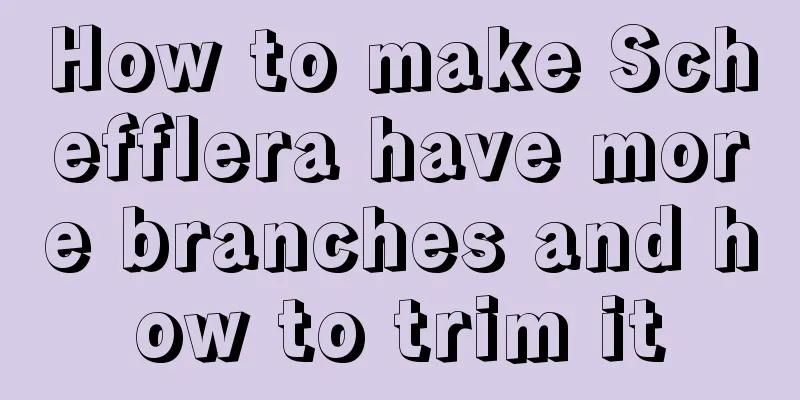 How to make Schefflera have more branches and how to trim it