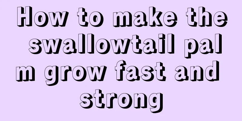 How to make the swallowtail palm grow fast and strong