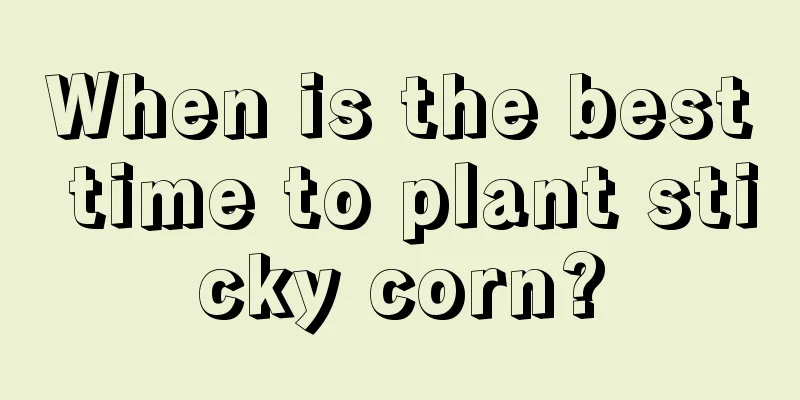 When is the best time to plant sticky corn?