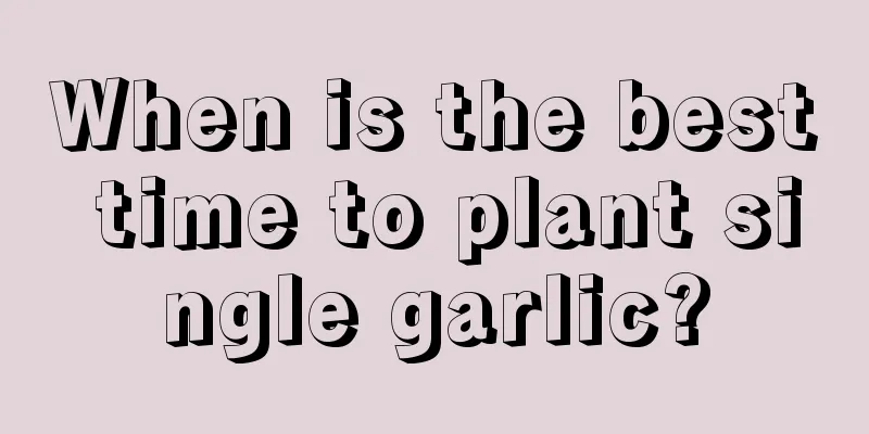 When is the best time to plant single garlic?