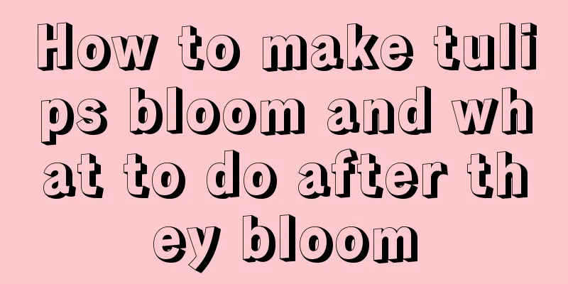 How to make tulips bloom and what to do after they bloom