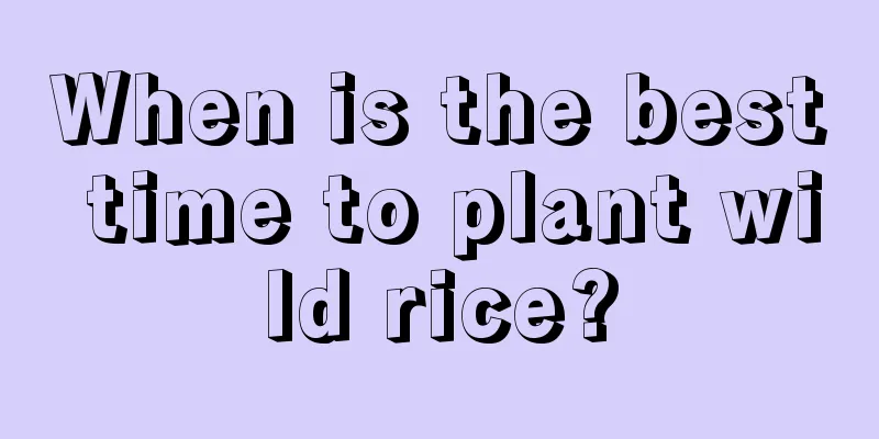 When is the best time to plant wild rice?