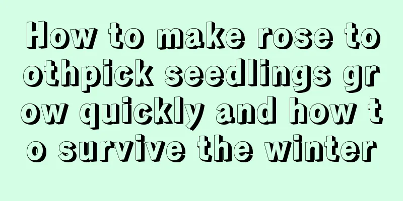 How to make rose toothpick seedlings grow quickly and how to survive the winter