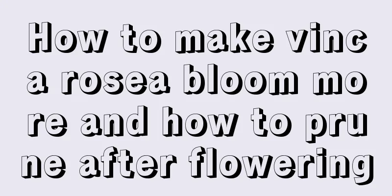 How to make vinca rosea bloom more and how to prune after flowering