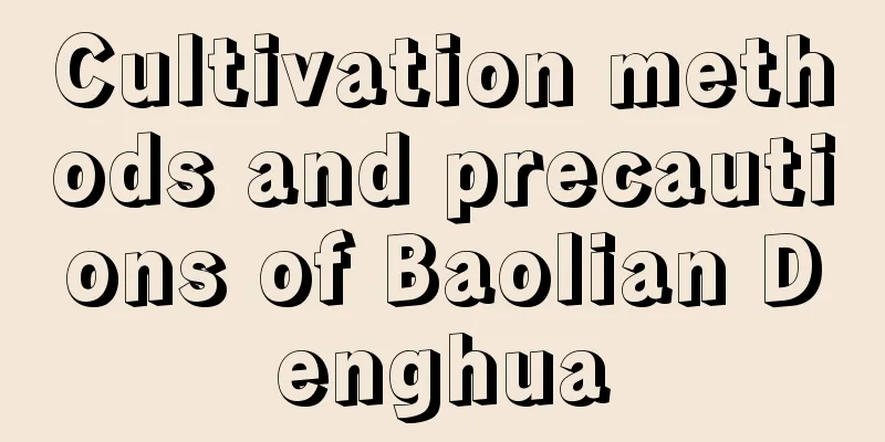 Cultivation methods and precautions of Baolian Denghua