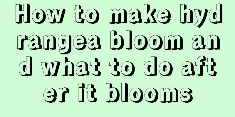 How to make hydrangea bloom and what to do after it blooms