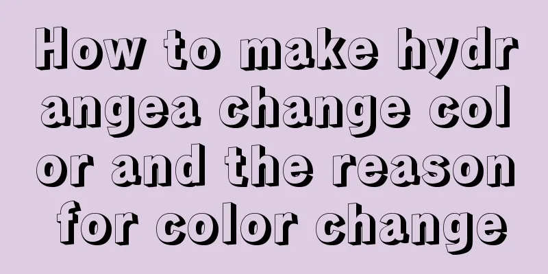 How to make hydrangea change color and the reason for color change