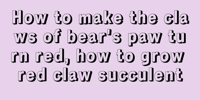 How to make the claws of bear's paw turn red, how to grow red claw succulent