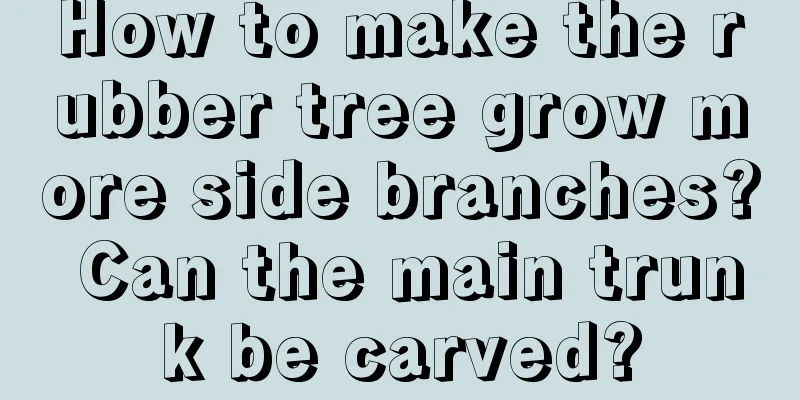 How to make the rubber tree grow more side branches? Can the main trunk be carved?