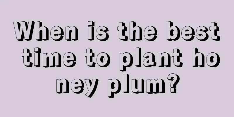 When is the best time to plant honey plum?