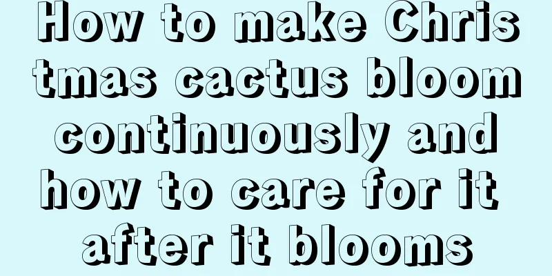 How to make Christmas cactus bloom continuously and how to care for it after it blooms