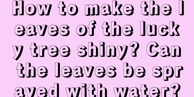 How to make the leaves of the lucky tree shiny? Can the leaves be sprayed with water?