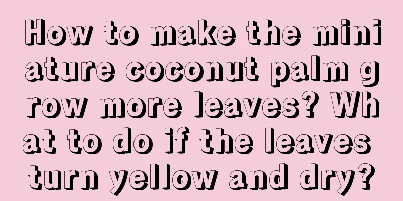 How to make the miniature coconut palm grow more leaves? What to do if the leaves turn yellow and dry?