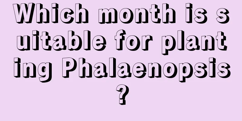 Which month is suitable for planting Phalaenopsis?