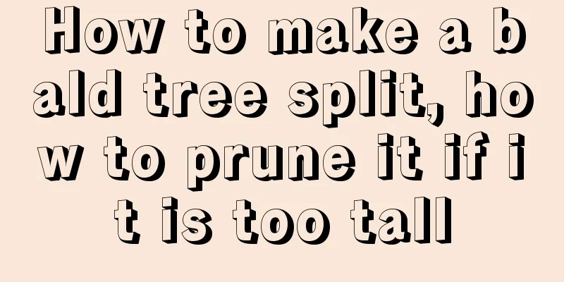 How to make a bald tree split, how to prune it if it is too tall