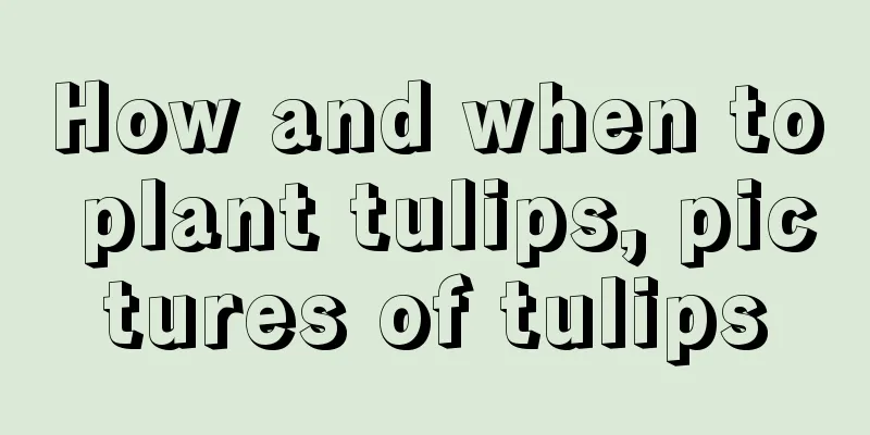 How and when to plant tulips, pictures of tulips